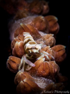 Anker's whip coral shrimp by Kelvin H.y. Tan 